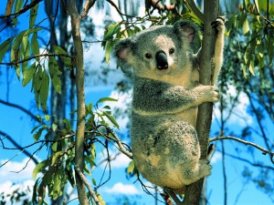 Mais c'est quand même mignon, un koala.