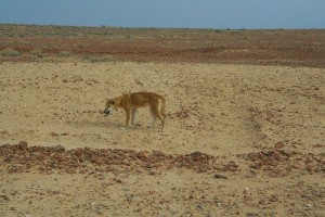 Dingo s'épuise au milieu du désert... Sauvez-le !